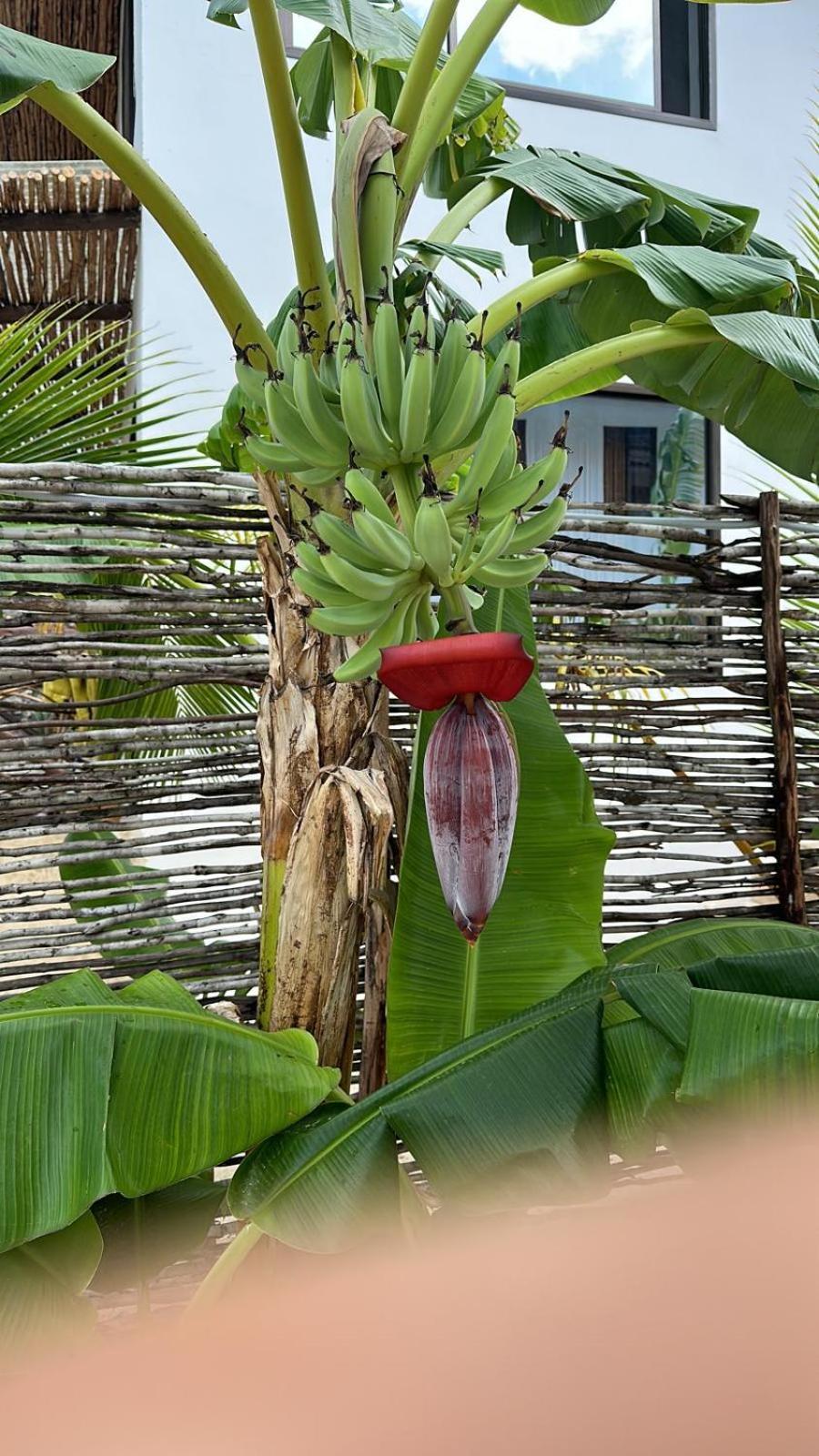Maracuja Villa Zanzibar 브웨주 외부 사진